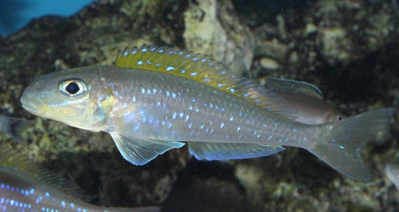 Xenotilapia flavipinnis 'Mtotokainda Island' (Kainda)